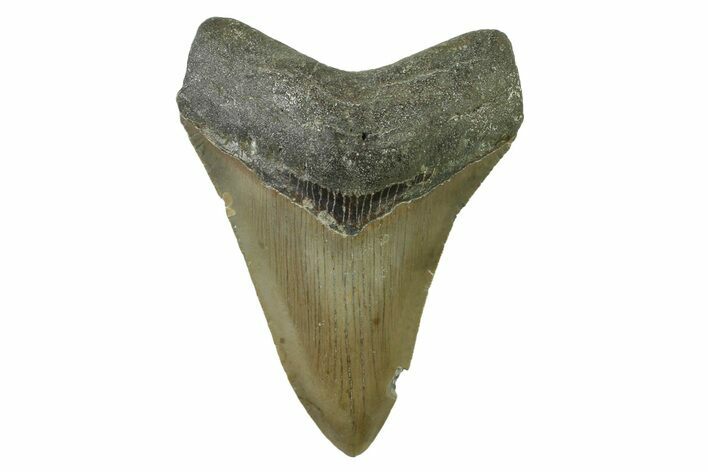 Serrated, Fossil Megalodon Tooth - North Carolina #338467